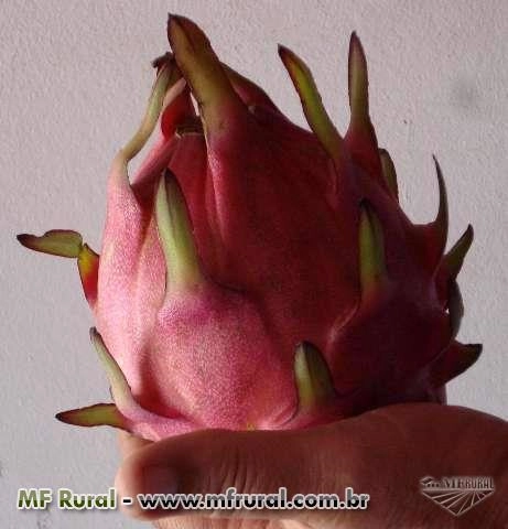 Imagem Pitaya da Nicarágua Imagem Pitaya da Nicarágua