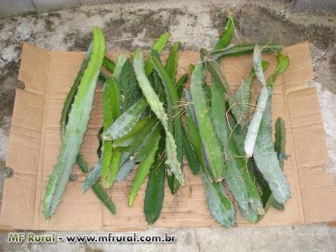 Imagem Pitaya da Nicarágua Imagem Pitaya da Nicarágua