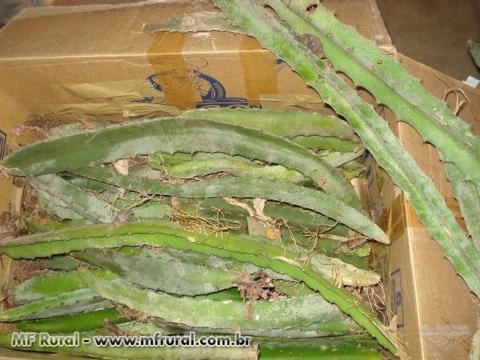 Imagem Pitaya da Nicarágua Imagem Pitaya da Nicarágua