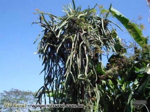 Imagem Pitaya da Nicarágua Imagem Pitaya da Nicarágua
