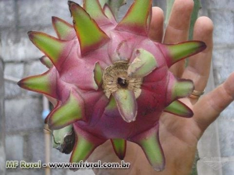 Imagem Pitaya da Nicarágua Imagem Pitaya da Nicarágua
