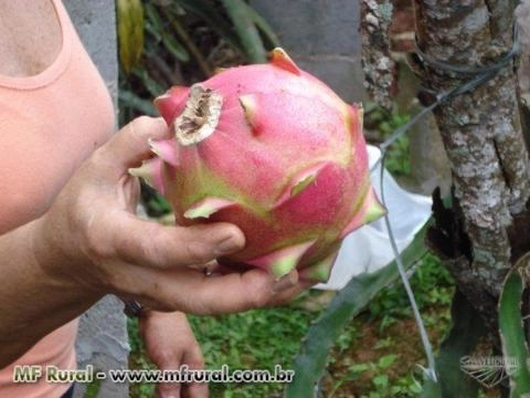 Imagem Pitaya da Nicarágua Imagem Pitaya da Nicarágua