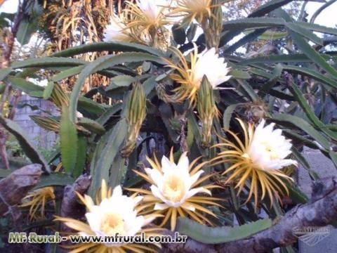 Imagem Pitaya da Nicarágua Imagem Pitaya da Nicarágua