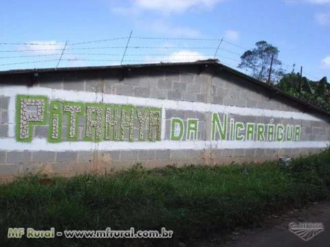 Imagem Pitaya da Nicarágua Imagem Pitaya da Nicarágua