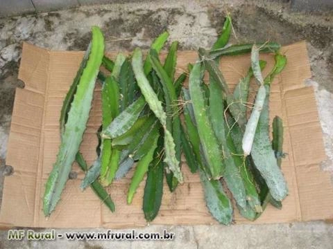 Imagem Pitaya da Nicarágua Imagem Pitaya da Nicarágua