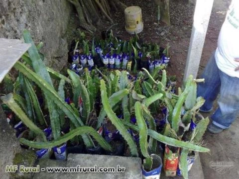 Imagem Pitaya da Nicarágua Imagem Pitaya da Nicarágua