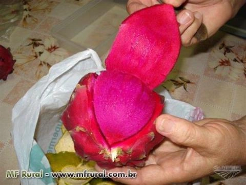Imagem Pitaya da Nicarágua Imagem Pitaya da Nicarágua