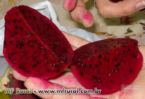 Pitaya da Nicarágua Imagem Pitaya da Nicarágua