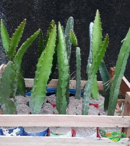 Imagem Pitaya da Nicarágua Imagem Pitaya da Nicarágua