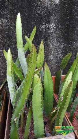 Imagem Pitaya da Nicarágua Imagem Pitaya da Nicarágua