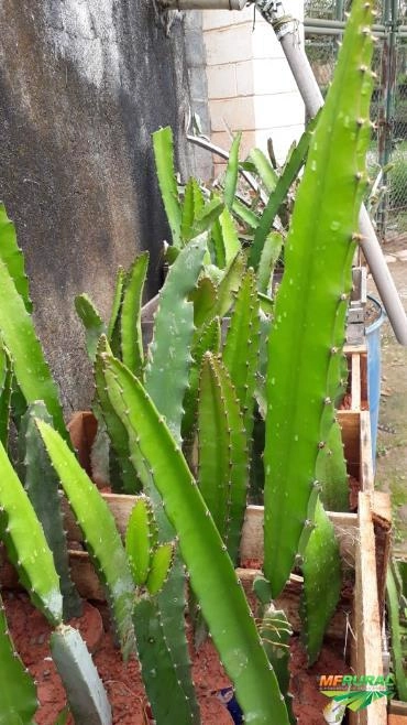 Imagem Pitaya da Nicarágua Imagem Pitaya da Nicarágua