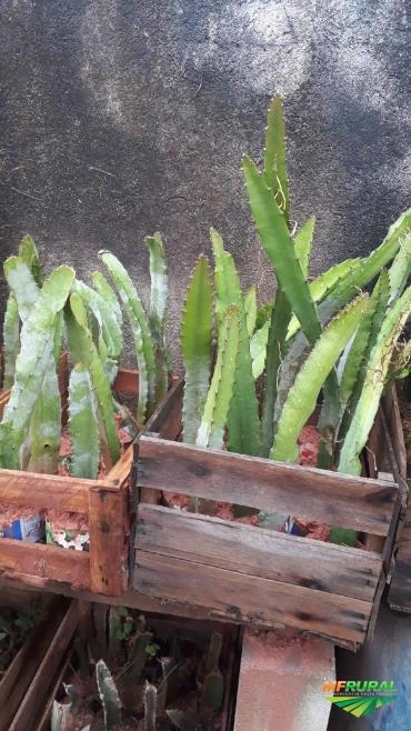 Imagem Pitaya da Nicarágua Imagem Pitaya da Nicarágua