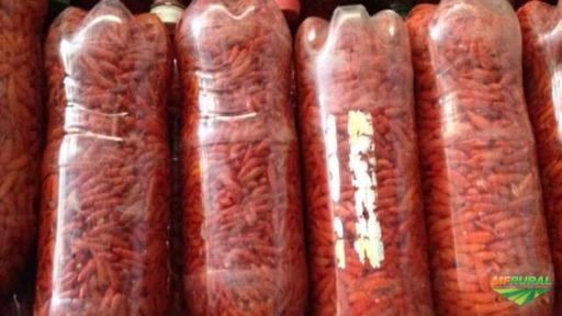 Pimenta malagueta Imagem Pimenta malagueta