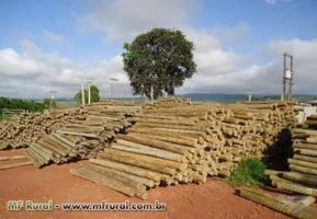 Madeiras tratadas de eucalipto - roliça e serrada