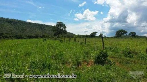 FAZENDA COM REPREZA PASTO SEDE DOCUMENTO TO EM DIAS 100% SO TRANFERIR