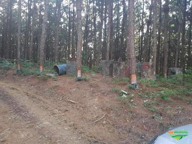 Procuro área Pinus pra arrendar