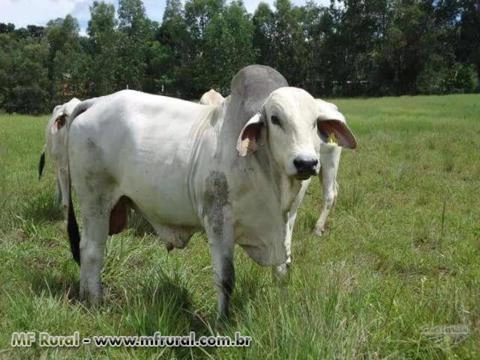VENDA DE TOURINHOS TABAPUÃ Imagem VENDA DE TOURINHOS TABAPUÃ