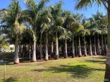 Palmeira Imperial Imagem Palmeira Imperial