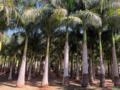 Palmeira Imperial Imagem Palmeira Imperial