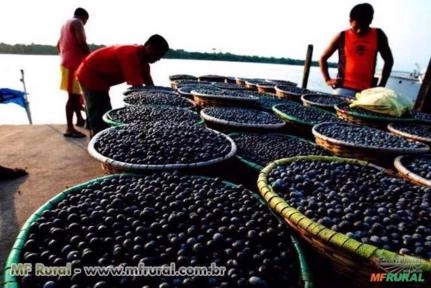 Imagem ÁÇAI PURO DO PARÁ Imagem ÁÇAI PURO DO PARÁ