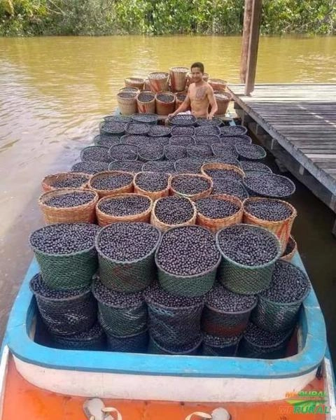 Imagem ÁÇAI PURO DO PARÁ Imagem ÁÇAI PURO DO PARÁ