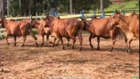 Vacas Sindi PO Registradas Prenhes