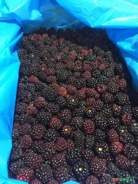 Amora Congelada no Atacado Imagem Amora Congelada no Atacado