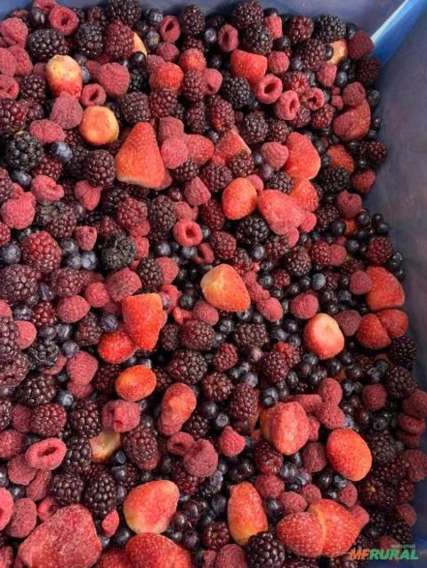 Frutas Vermelhas Congelada no Atacado Imagem Frutas Vermelhas Congelada no Atacado