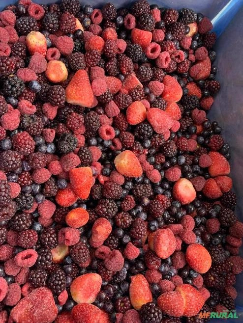 Frutas Vermelhas Congelada no Atacado Imagem Frutas Vermelhas Congelada no Atacado