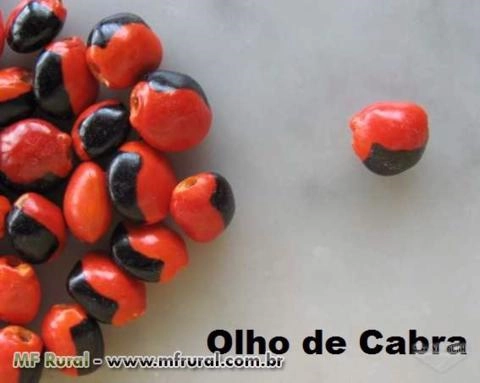 Sementes e Ervas Diversas Imagem Sementes e Ervas Diversas