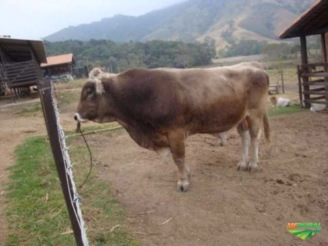 Sêmen de Gado Pardo Suíço Imagem Sêmen de Gado Pardo Suíço