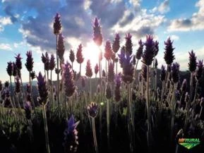 Flor de Lavanda Orgânica Certificada