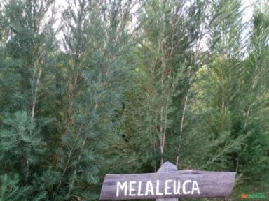 Óleo Essencial de Melaleuca (Tea Tree) Orgânica Certificada
