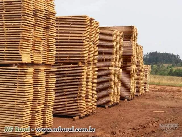 Madeira serrada de pinus, para construção civil e exportação