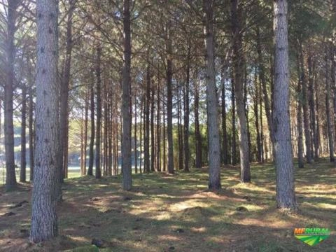 COMPRO REFLORESTAMENTO PINUS EM PÉ Imagem COMPRO REFLORESTAMENTO PINUS EM PÉ