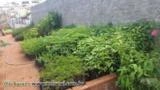 MUDAS FLORESTAIS NATIVAS Imagem MUDAS FLORESTAIS NATIVAS