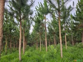 Area com pinus 100 hectares