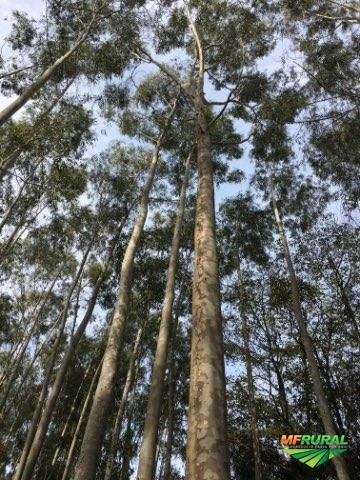 Árvores em pé de eucalipto citriodora