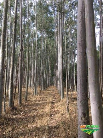 Árvores em pé de eucalipto citriodora