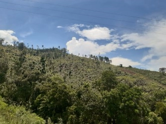 Madeira de eucalipto Imagem Madeira de eucalipto