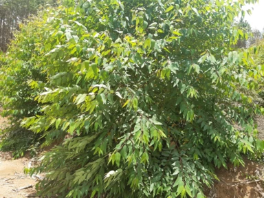 Madeira de eucalipto