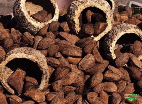 COMPRO CASTANHA DO PARÁ - CASTANHA DO BRASIL Imagem COMPRO CASTANHA DO PARÁ - CASTANHA DO BRASIL