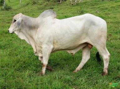 Touros Tabapuã PO Imagem Touros Tabapuã PO