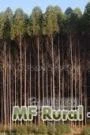 floresta espetacular de eucalipto em goiania ponto de corte 36 meses idade