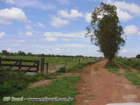 FAZENDAS , CONFINAMENTO E FRIGORIFICO NO MATO GROSSO COMPLEXO  PRODUÇAO DE CARNE