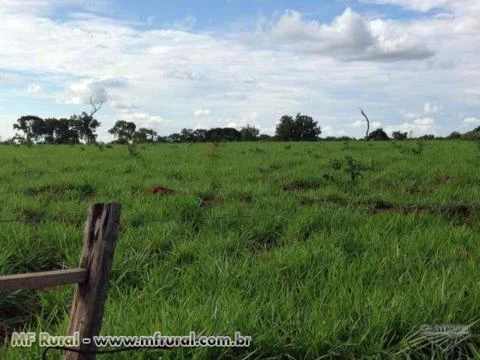 FAZENDA ESPETACULAR EM GOIAS PARA AGRICULTURA E PECUARIA REGIAO DE SAFRINHA