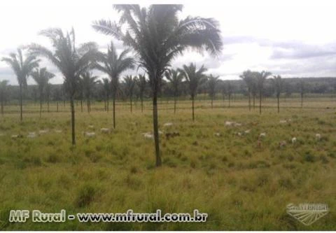 FAZENDA ESPETACULAR NO MARANHAO APENAS 120 KM DA CAPITAL , FAZENDA MODELO TOP