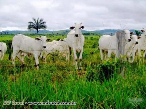 FAZENDA ESPETACULAR NO XINGU BOA BONITA E BARATA OPORTUNIDADE UNICA INVISTA JA