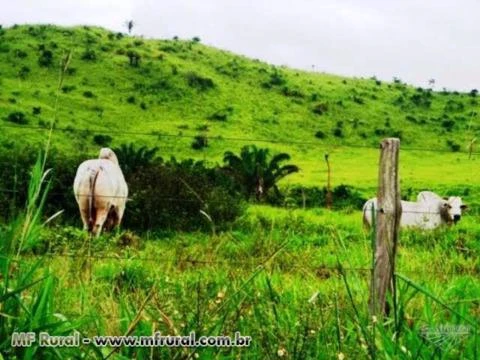 FAZENDA ESPETACULAR NO XINGU BOA BONITA E BARATA OPORTUNIDADE UNICA INVISTA JA