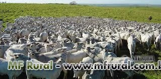 BOIS FAZENDA PARA ARRENDAR NO MATO GROSSO POR 5 A 6 ANOS FAZENDA ESPETACULAR OPORTUNIDADE 10.000 BOI